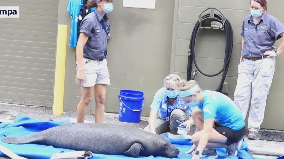 Manatee treated for red tide at ZooTampa
